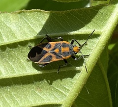 Graptostethus swynnertoni