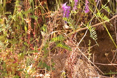 Vicia tenuifolia