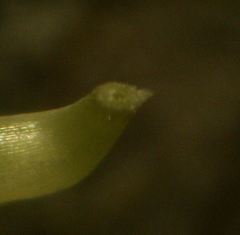 Vicia tenuifolia