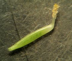 Vicia tenuifolia