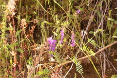 Vicia tenuifolia