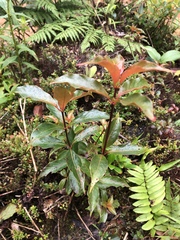 Arachnothryx monteverdensis