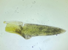 Aloina aloides