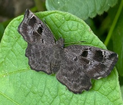 Celaenorrhinini