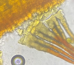 Aloina aloides