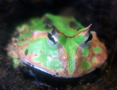Ceratophrys
