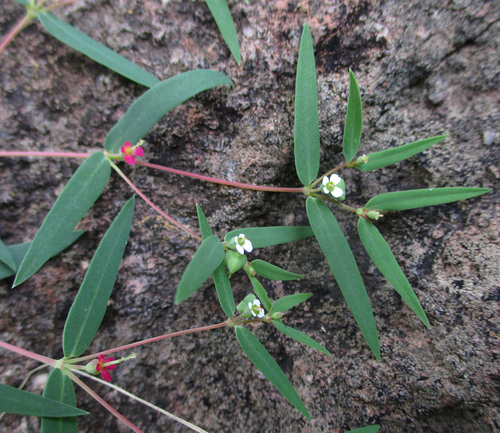 Euphorbia neopolycnemoides