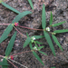 Euphorbia neopolycnemoides - Photo Sem direitos reservados, uploaded by Botswanabugs
