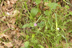 Silene scabriflora