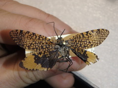 Oligostomis ocelligera