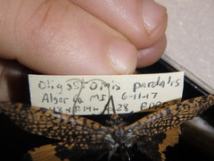 Oligostomis ocelligera