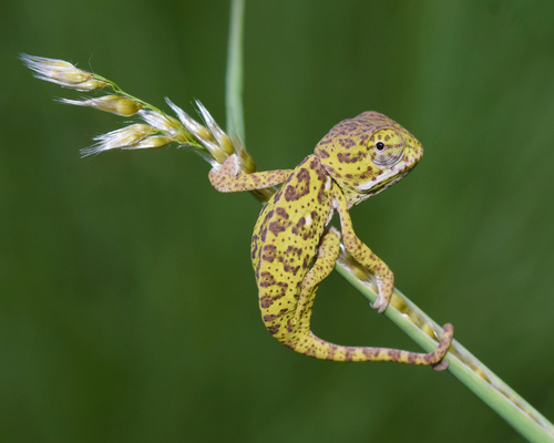 Flap-necked Chameleon, photo 8 of 10