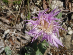 Psephellus declinatus