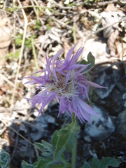 Psephellus declinatus