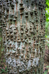 Anadenanthera colubrina cebil