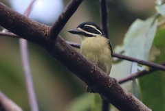 Pogoniulus subsulphureus chrysopygus