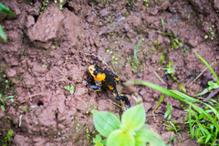 Melanophryniscus rubriventris