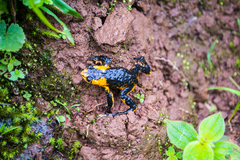 Melanophryniscus rubriventris