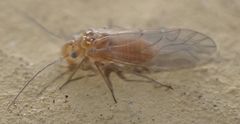 Cuneopalpus cyanops