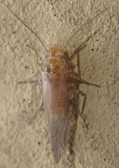 Cuneopalpus cyanops