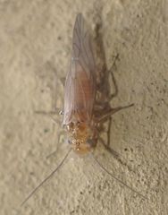 Cuneopalpus cyanops