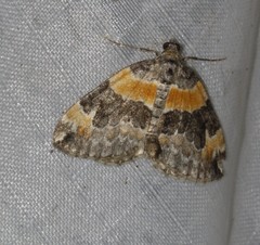 Dysstroma hersiliata