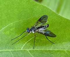 Athericidae