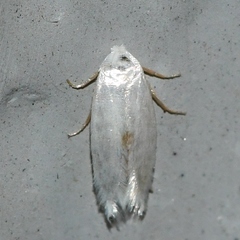 Pseudopostega