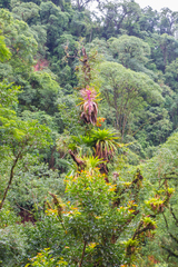 Tillandsia australis