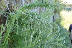 Anarrhinum duriminium