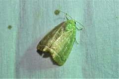 Bagisara rectifascia