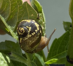 Helicarionoidea
