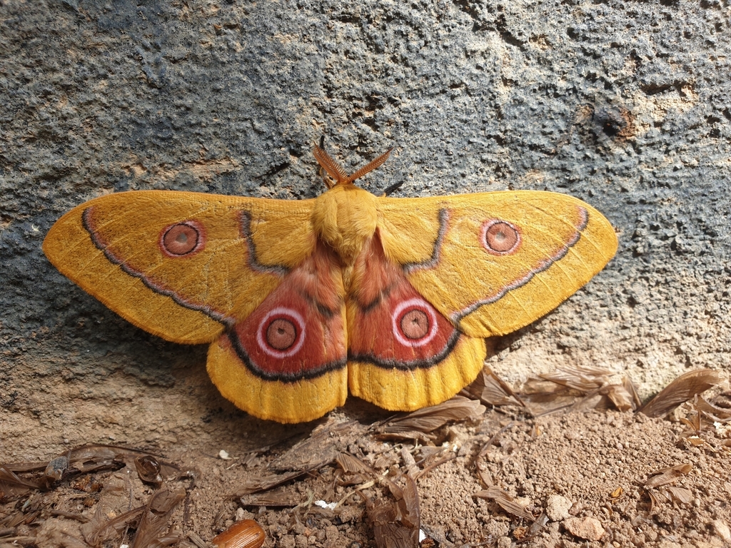 Bunaeopsis hersilia