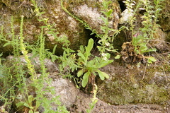 Anarrhinum duriminium