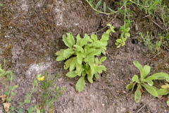 Anarrhinum duriminium