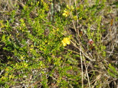 Hypericum tenuifolium