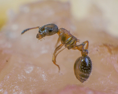 Leptothorax acervorum