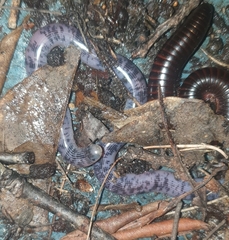 Afrotyphlops mucruso