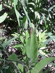 Erythrodiplax melanorubra