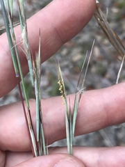 Andropogon capillipes
