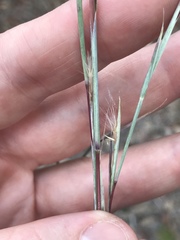 Andropogon capillipes