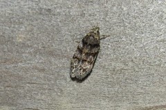 Pseudotelphusa palliderosacella