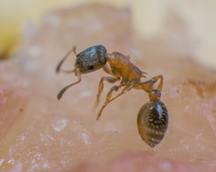 Leptothorax acervorum