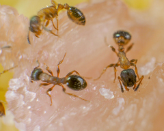 Leptothorax acervorum