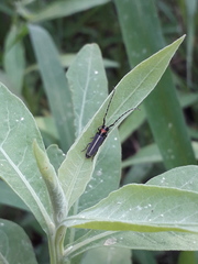 Apagomerella versicolor