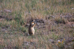 Cynomys parvidens