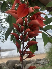 Erythrina crista-galli
