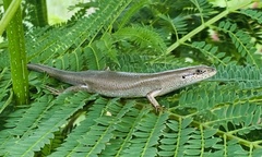 Trachylepis boulengeri