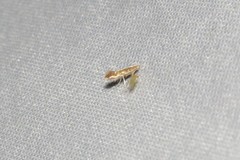 Cameraria conglomeratella