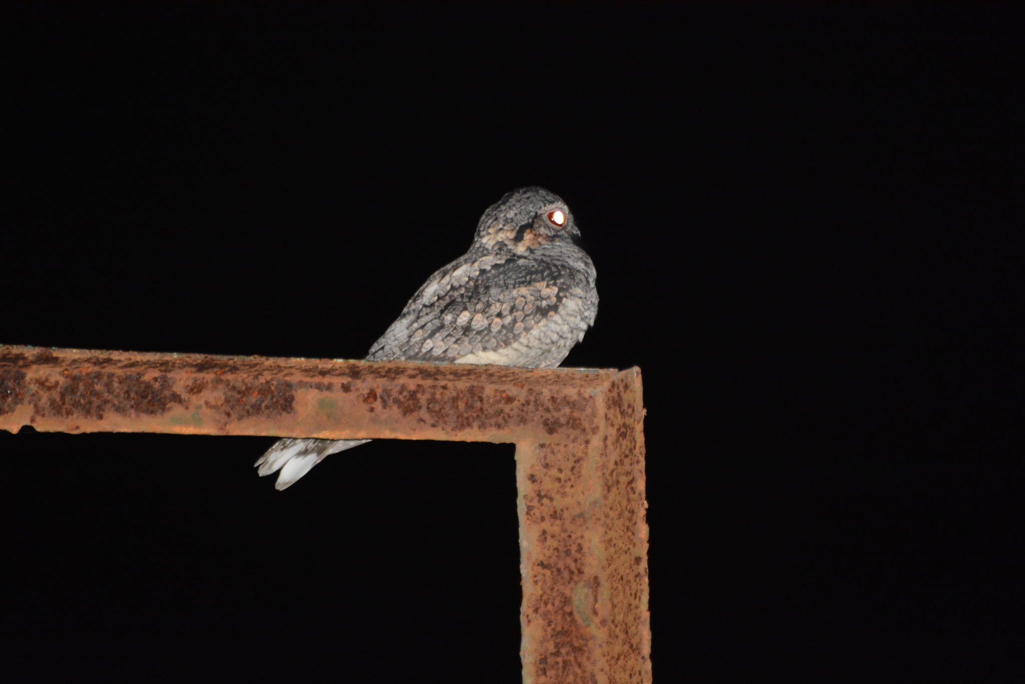 Jungle Nightjar